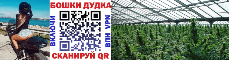 Каннабис план  Купить где  Дно 